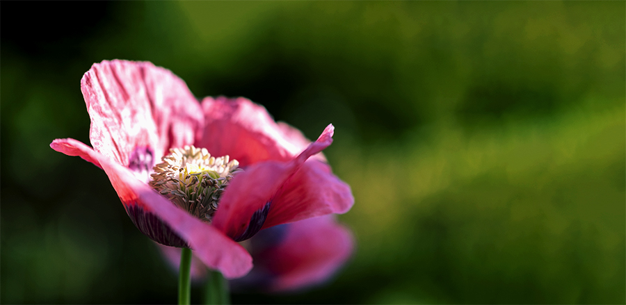 pink poppy_feedback.jpg